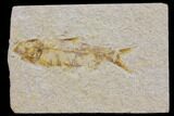 Bargain Fossil Fish (Knightia) - Wyoming #150612-1